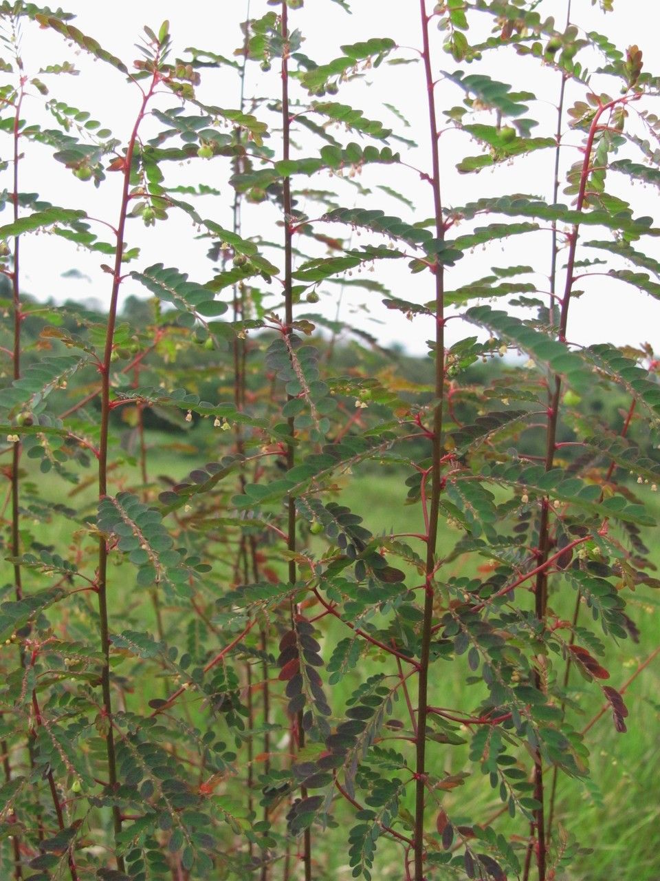 Phyllanthus stipulatus habit