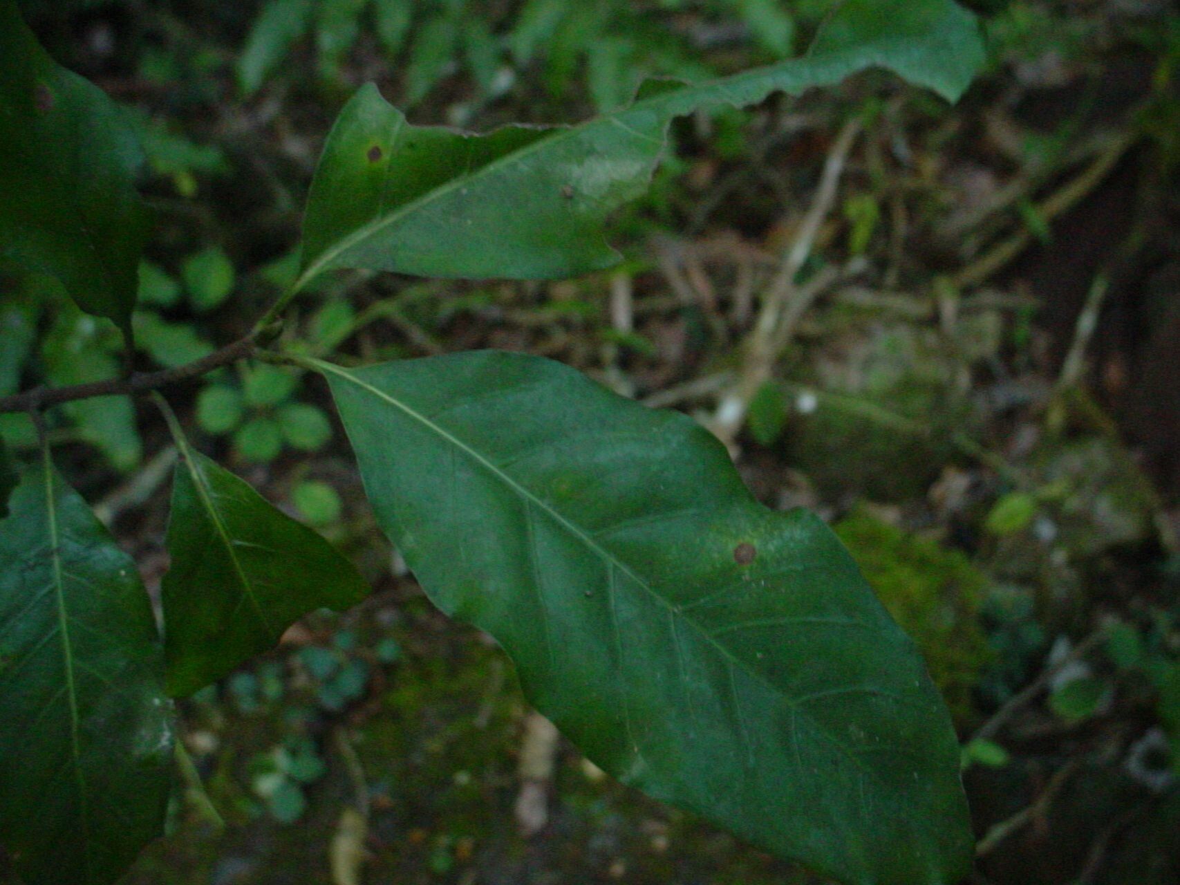 Atractocarpus sezitat — search result for 'Atractocarpus'