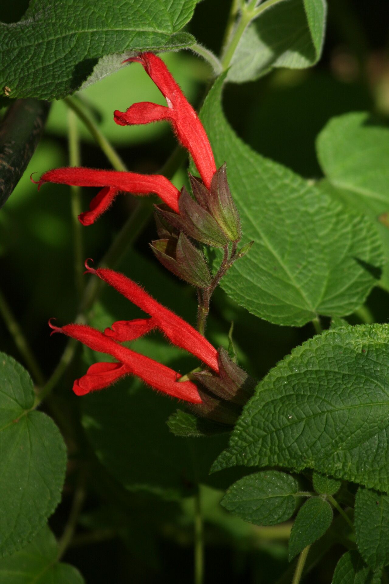 Salvia gesneriiflora flower