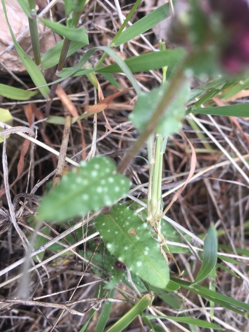 Anchusa variegata — search result for 'Anchusa'