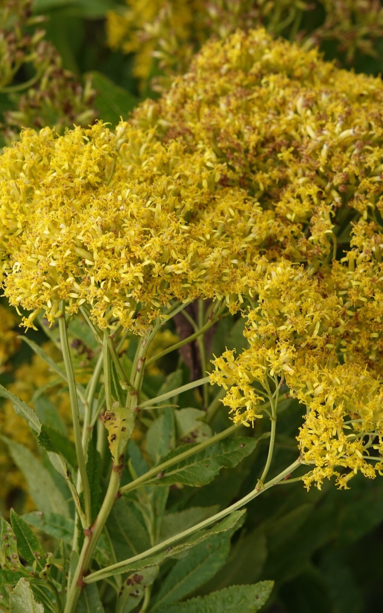 Hubertia humblotii flower