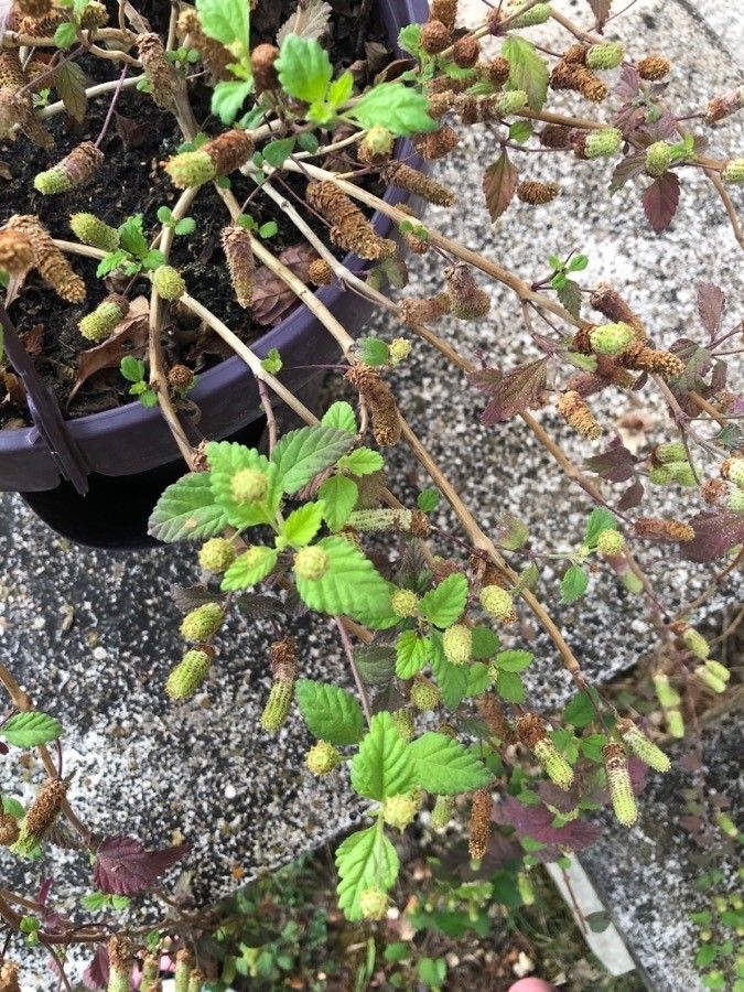 Lippia mexicana — search result for 'Lippia'