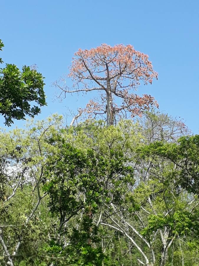 Cavanillesia platanifolia flower