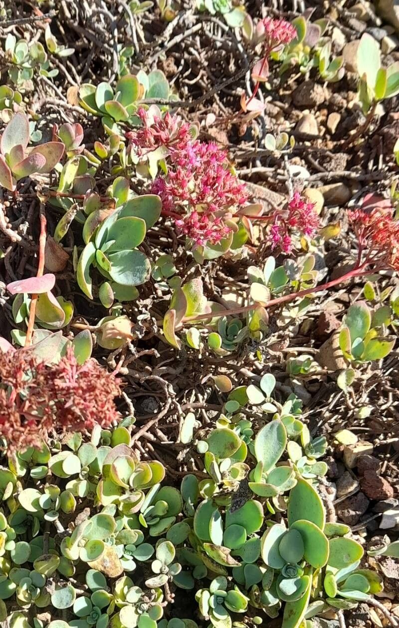 Hylotelephium ewersii habit