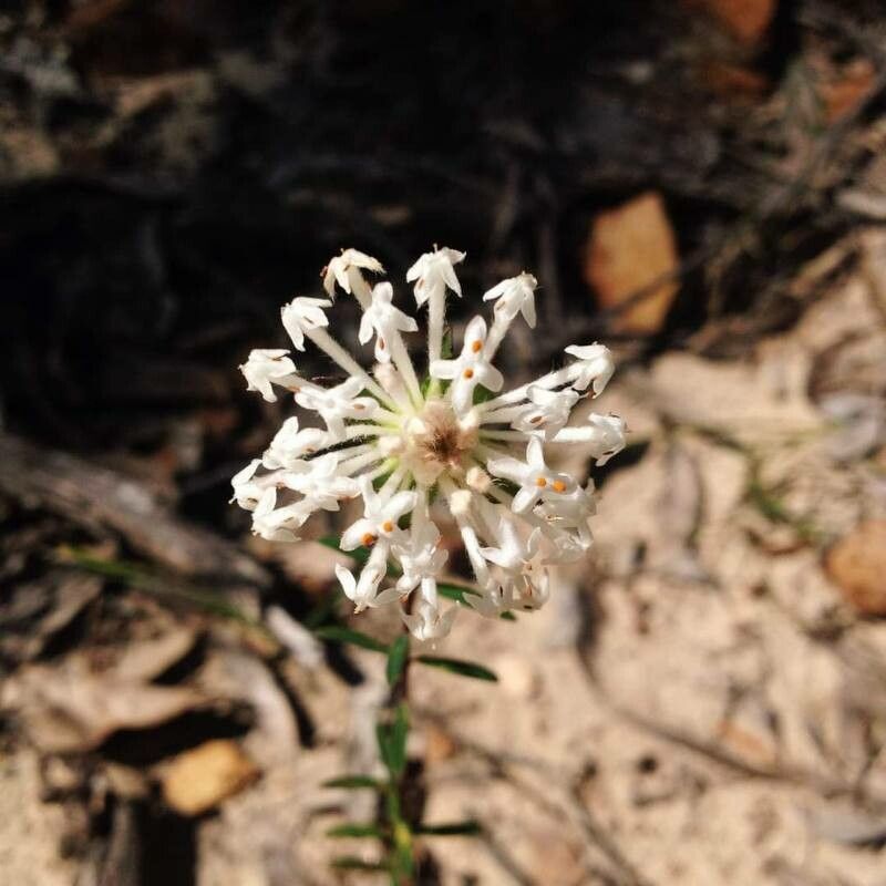Pimelea linifolia flower