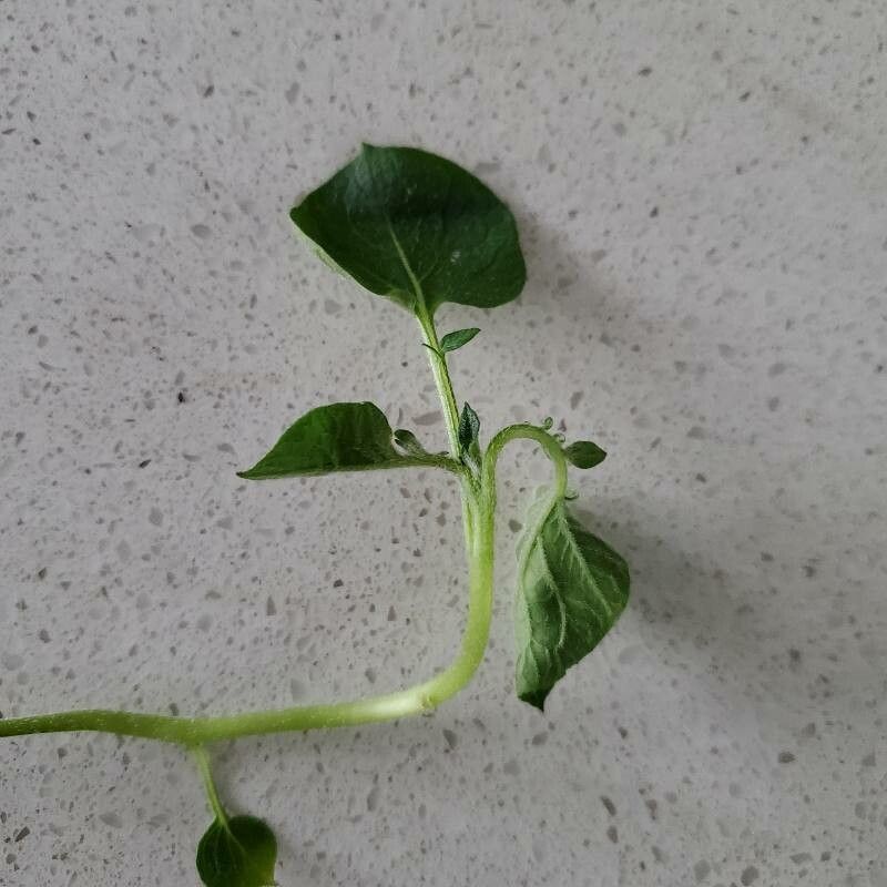 Salpichroa origanifolia leaf