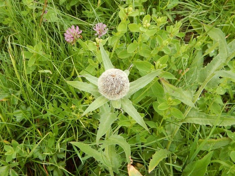 Centaurea uniflora fruit