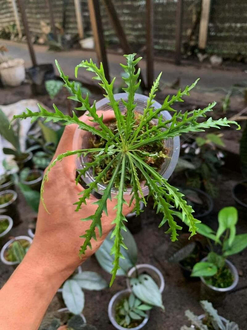 Banksia nivea — search result for 'Banksia'