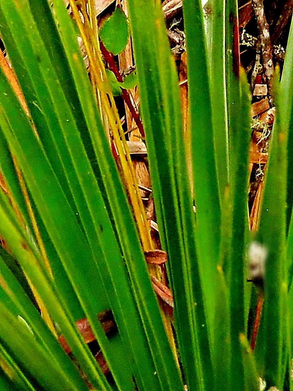 Paepalanthus ensifolius — houseplant care guide