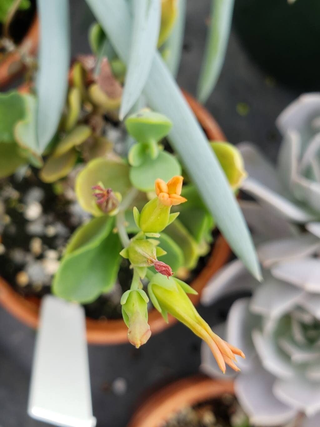 Kalanchoe glaucescens flower