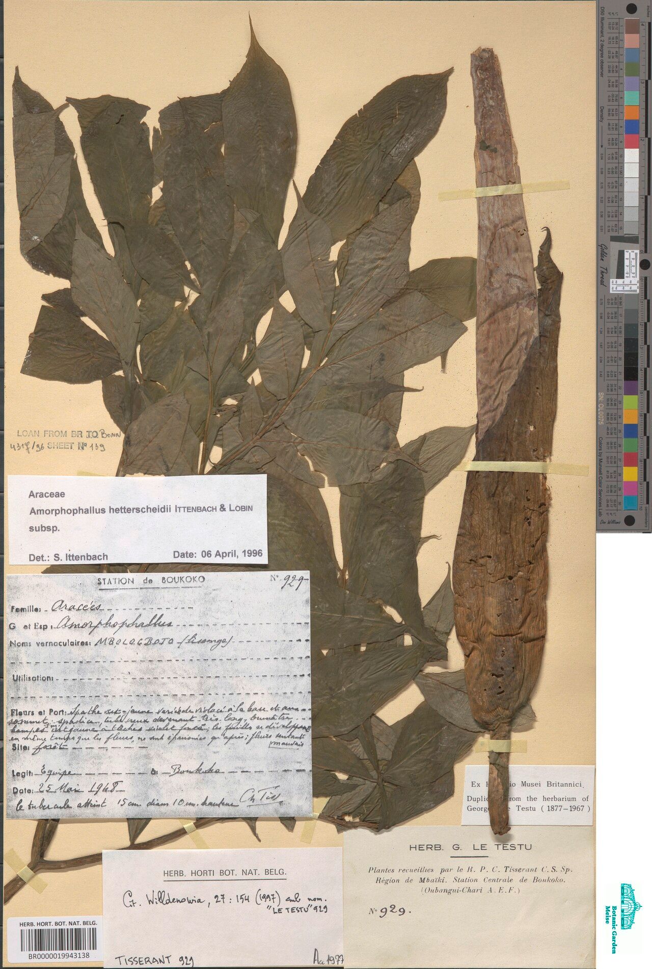 Amorphophallus hetterscheidii — houseplant care guide