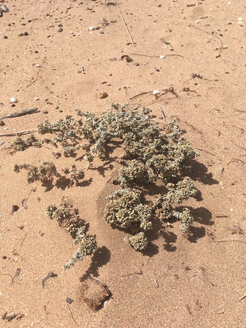 Polycarpaea nivea habit