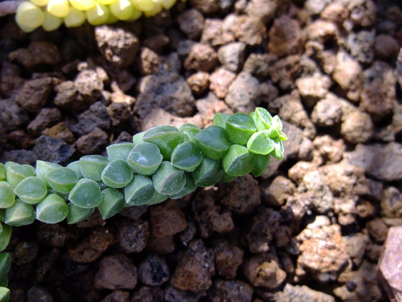 Peperomia columella habit