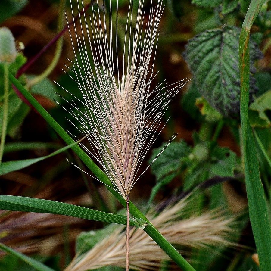 Hordeum jubatum flower