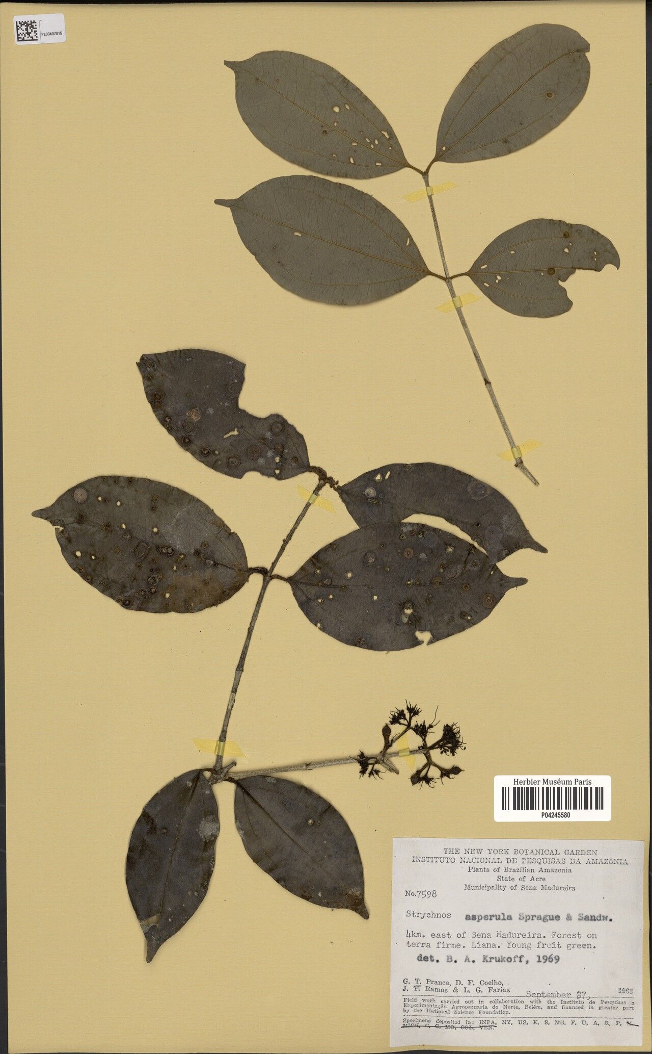 Strychnos asperula — search result for 'Asperula'