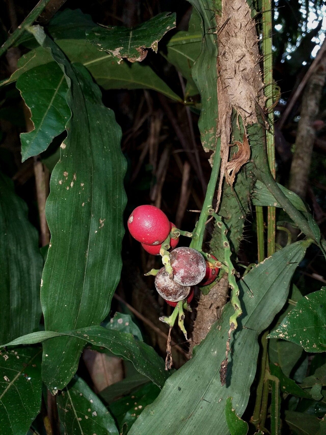 Desmoncus mitis fruit