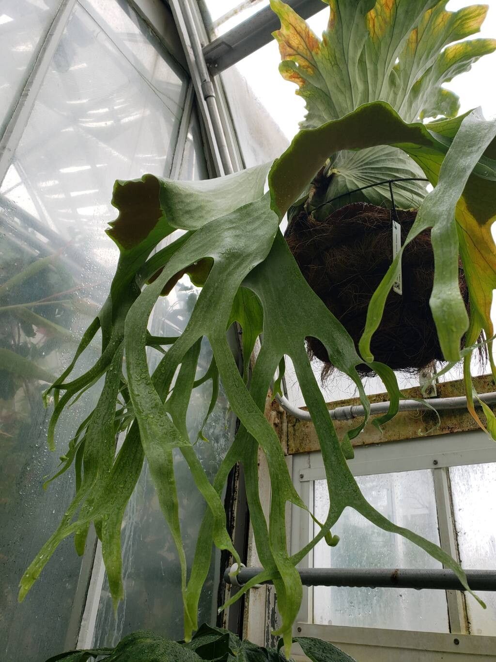 Platycerium grande — houseplant care guide