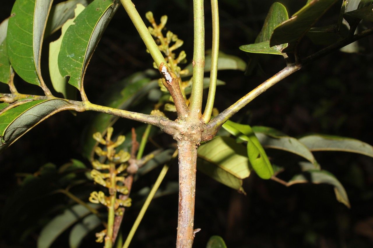 Zanthoxylum ekmanii bark