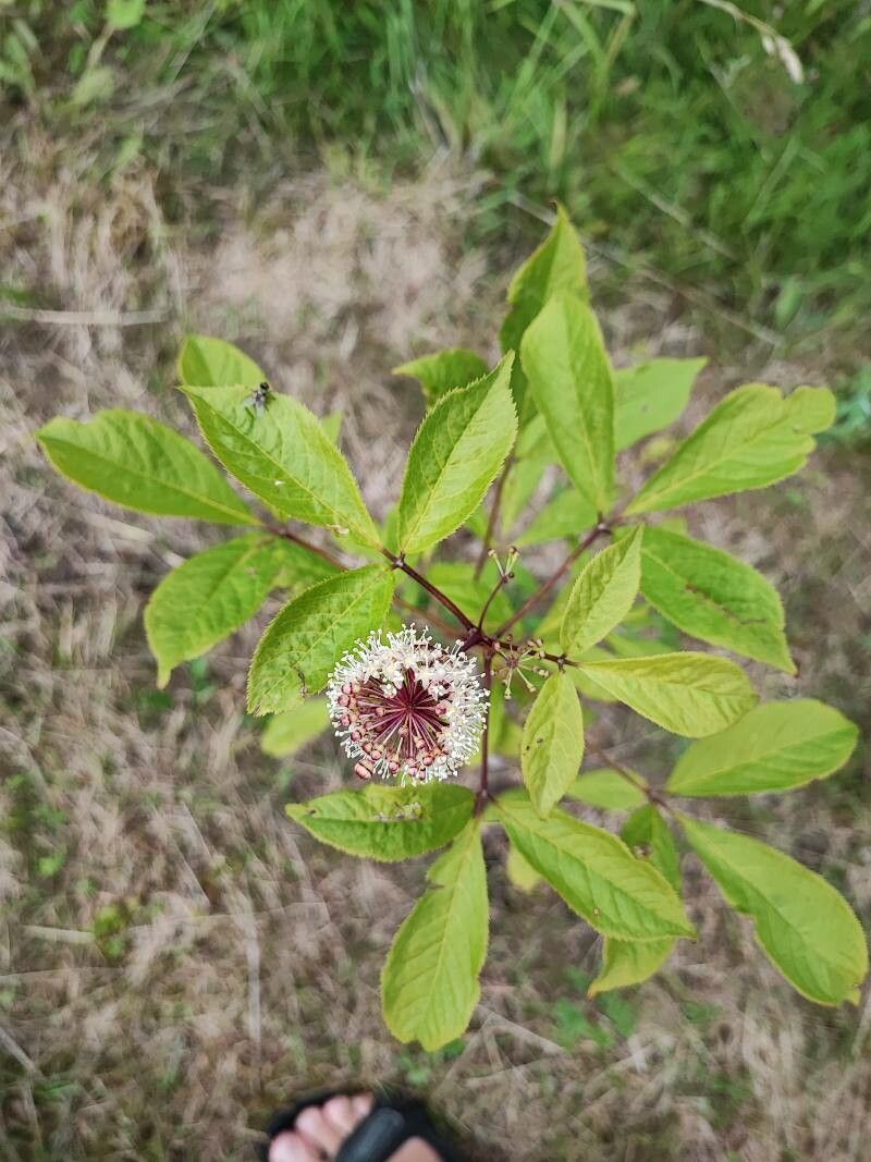 Eleutherococcus senticosus leaf
