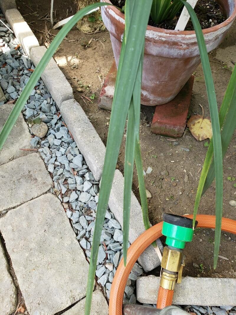 Dietes grandiflora leaf