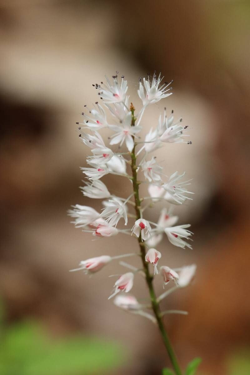 Bistorta abukumensis — related species from the same genus