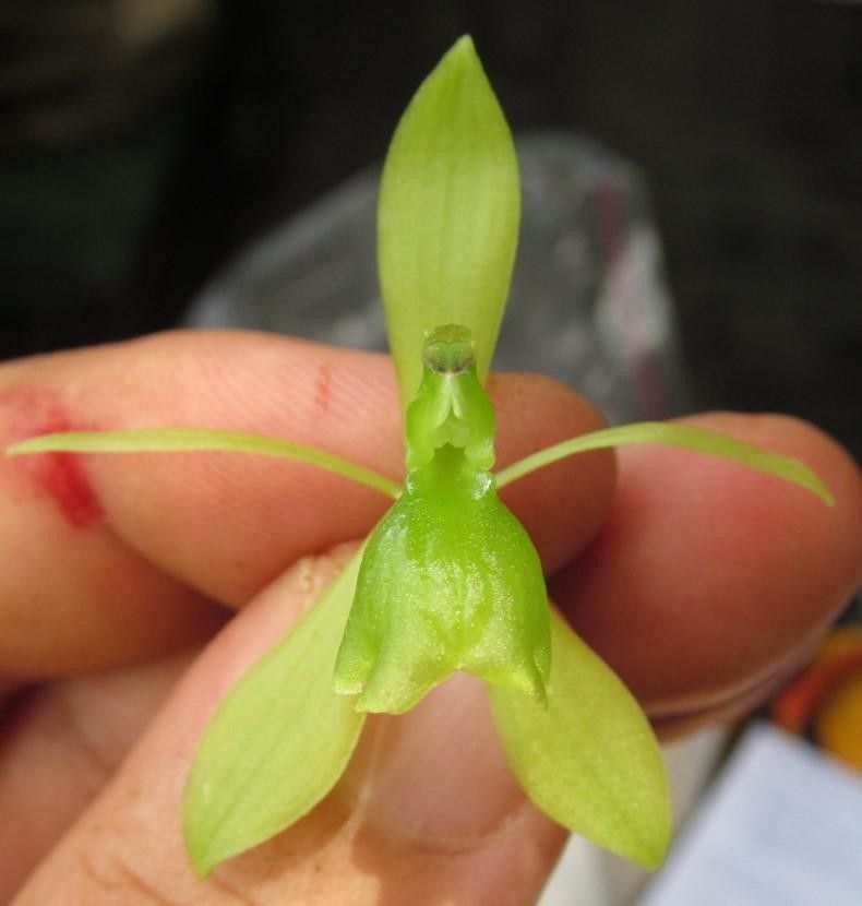 Epidendrum candelabrum flower
