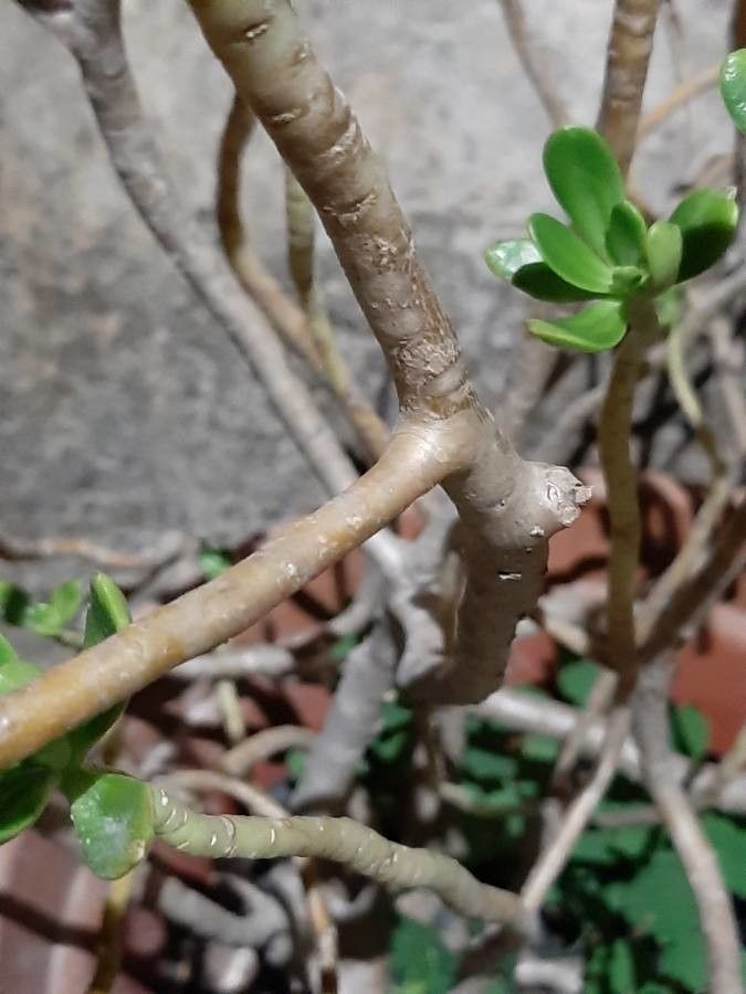 Sedum dendroideum bark