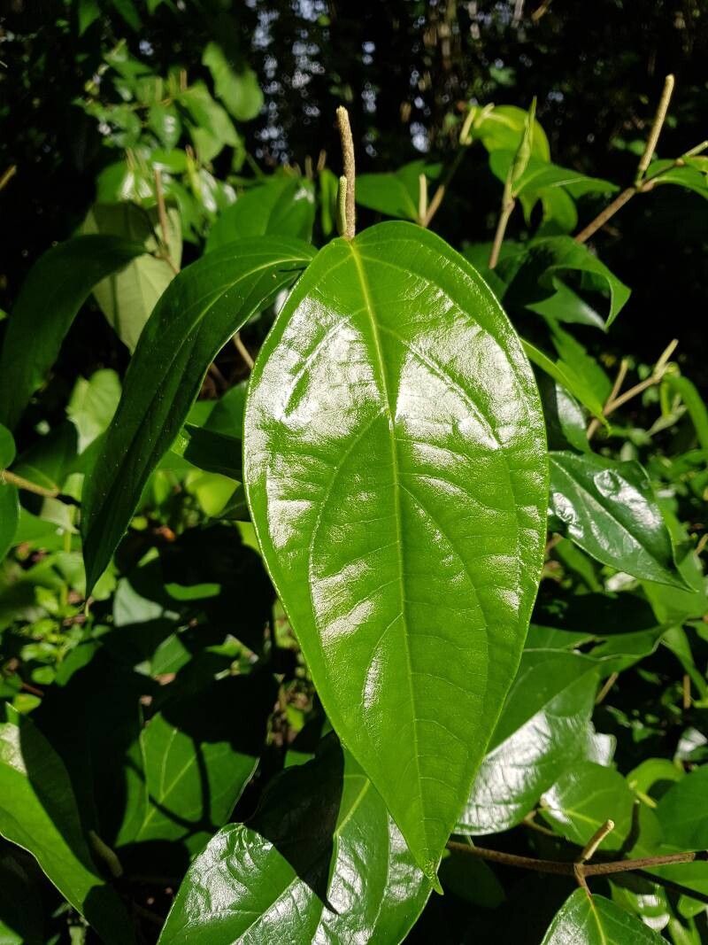 Piper littorale — houseplant care guide