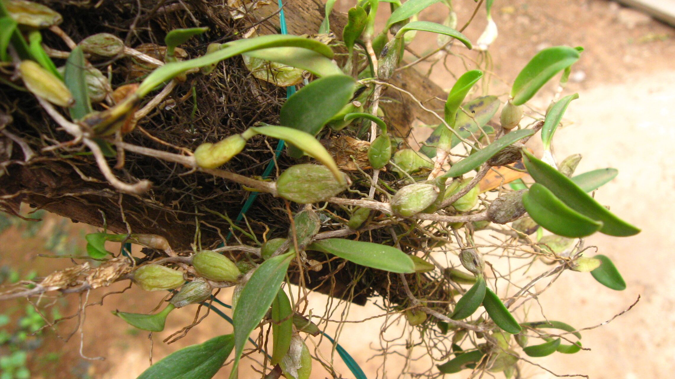 Bulbophyllum platybulbum habit