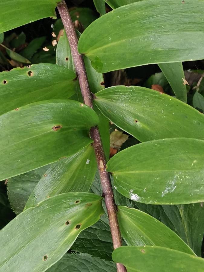 Lilium henryi bark