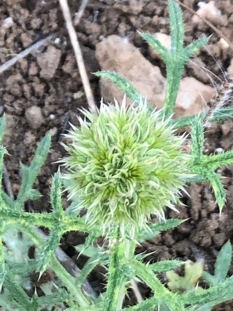 Echinops strigosus flower