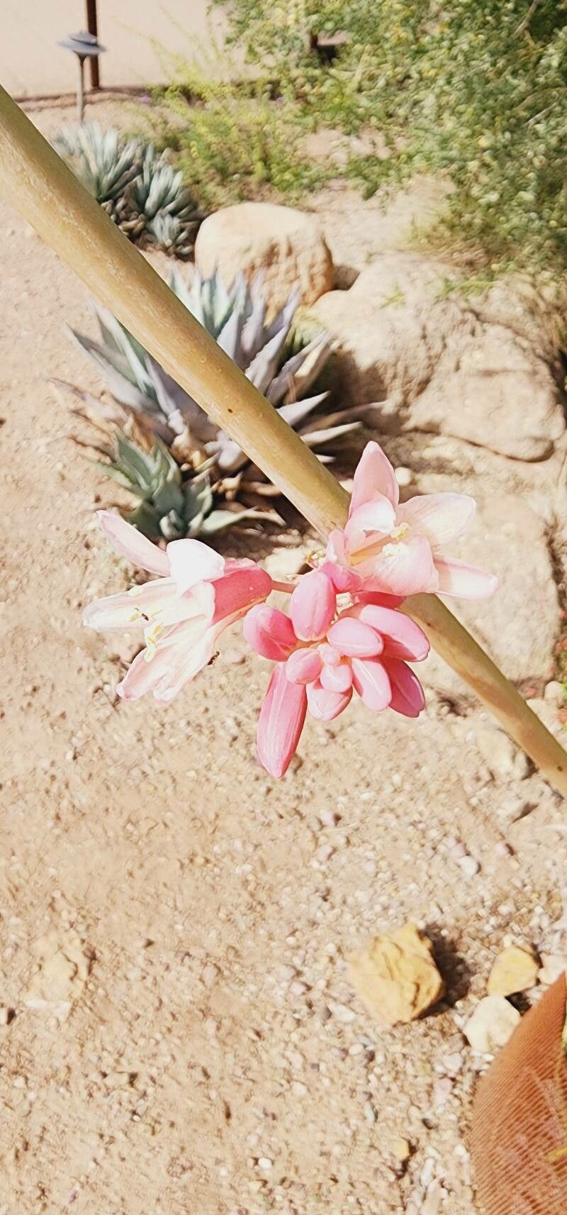 Hesperaloe parviflora flower