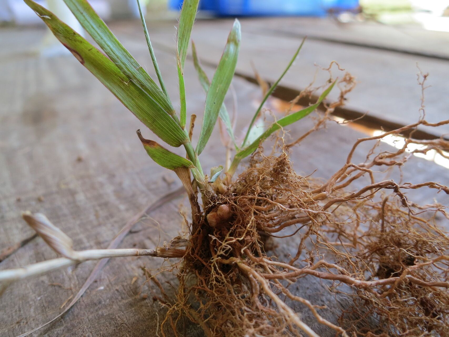 Panicum luridum — houseplant care guide