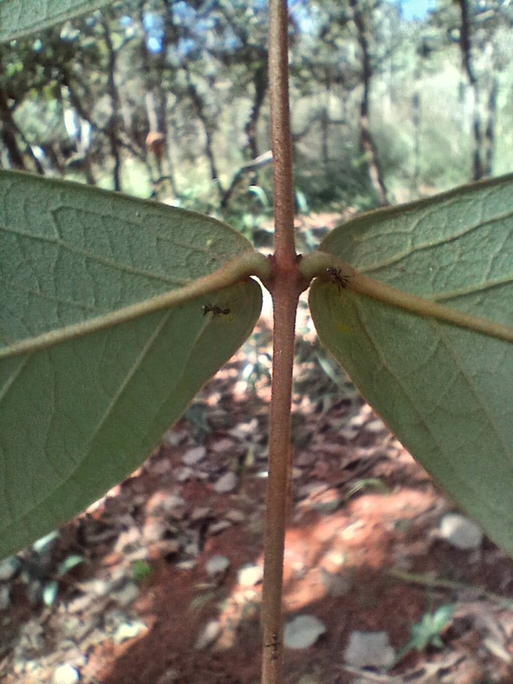 Heteropterys oberdanii other