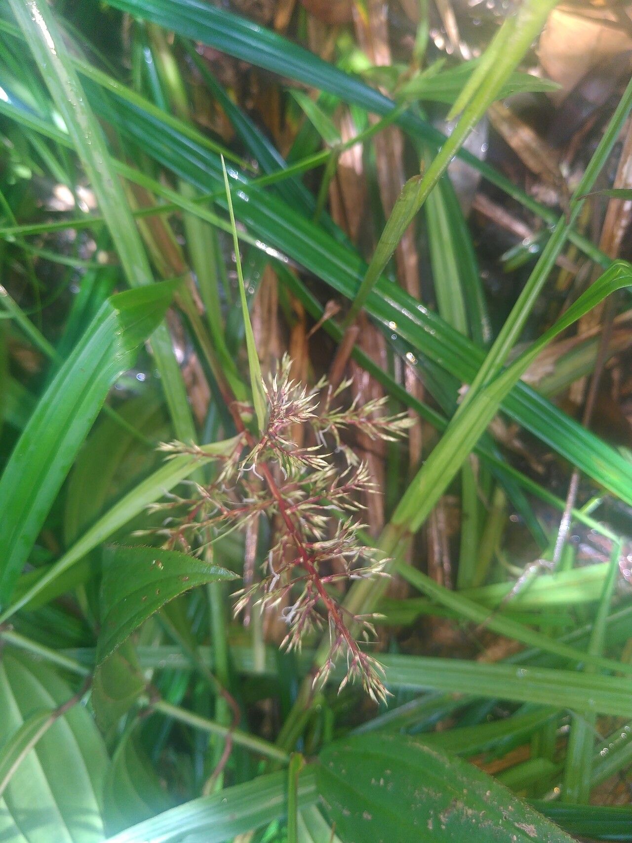 Scleria martii — houseplant care guide