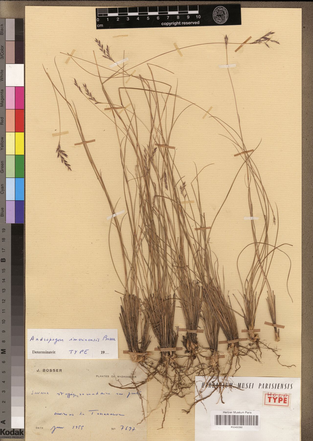 Andropogon imerinensis — search result for 'Andropogon'