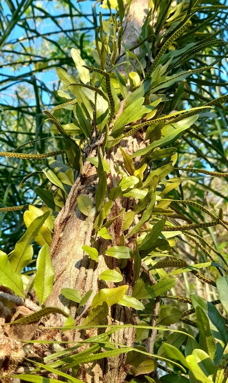 Microgramma mortoniana habit
