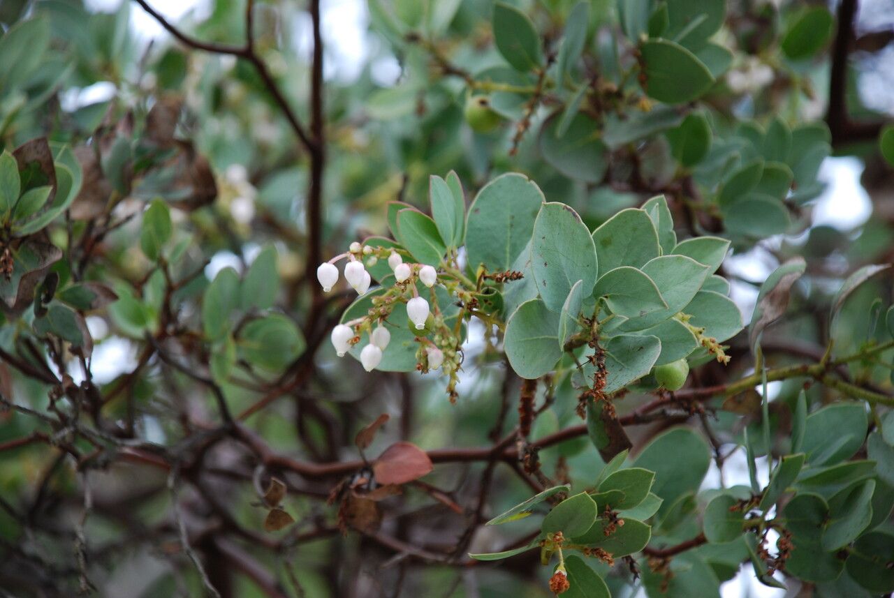 Arctostaphylos glauca flower