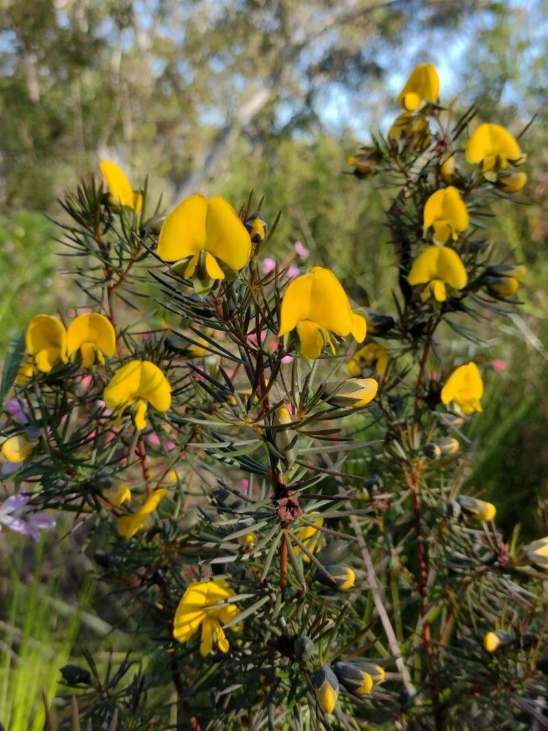Gompholobium grandiflorum habit