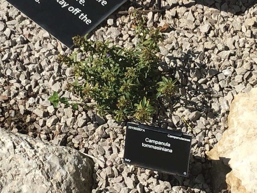 Campanula tommasiniana — search result for 'Croatia'