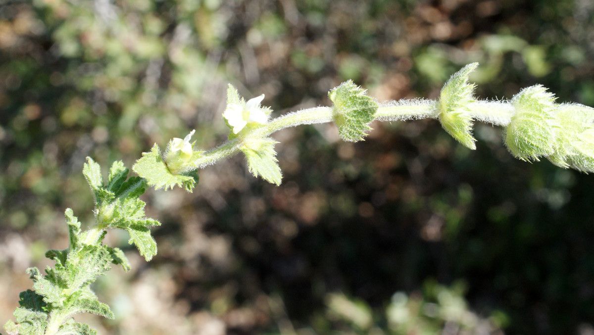 Sideritis vulgaris habit
