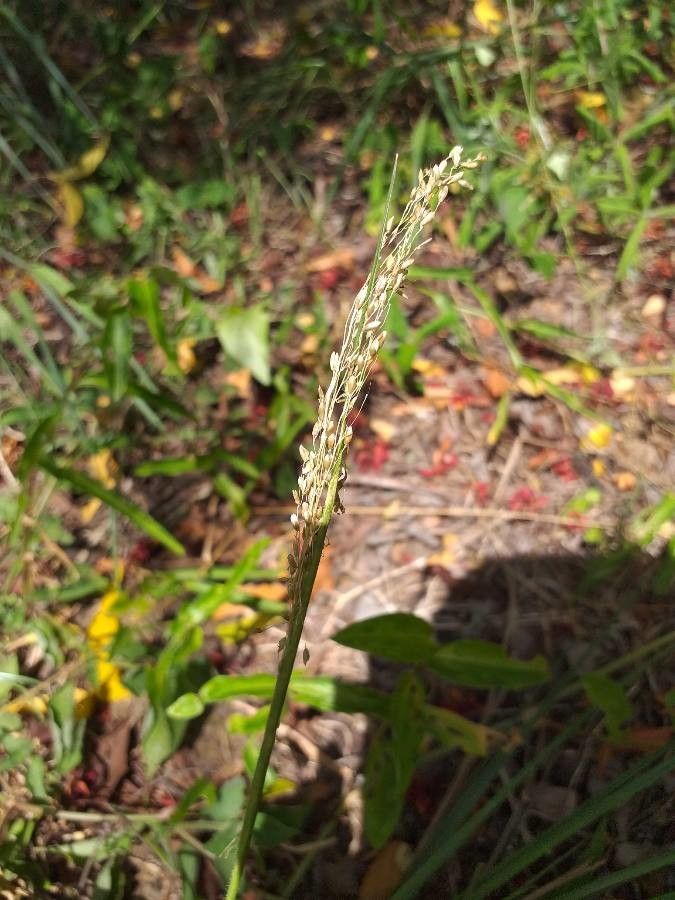 Panicum maximum flower