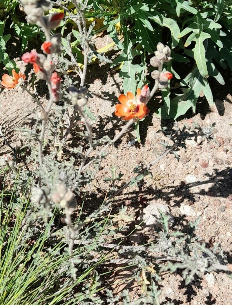 Sphaeralcea crispa habit