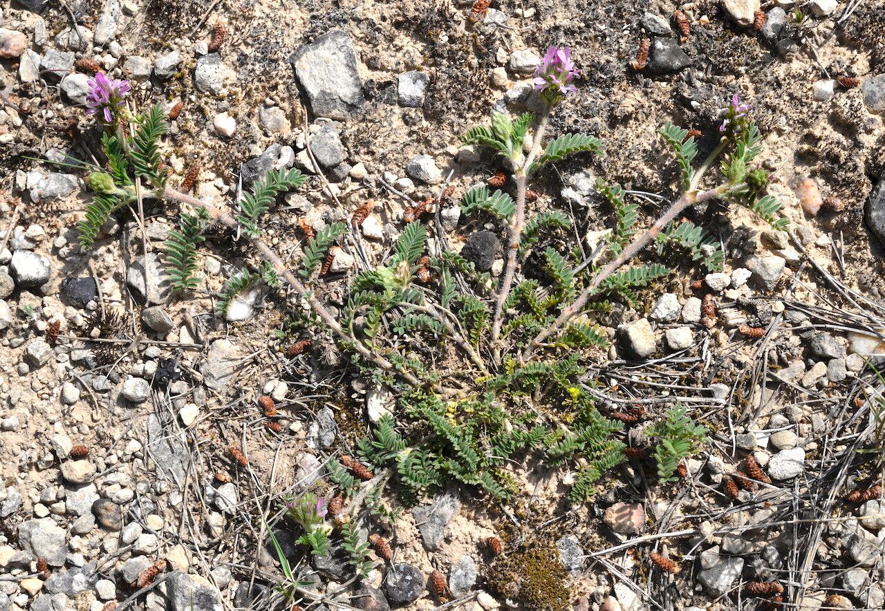 Astragalus glaux leaf