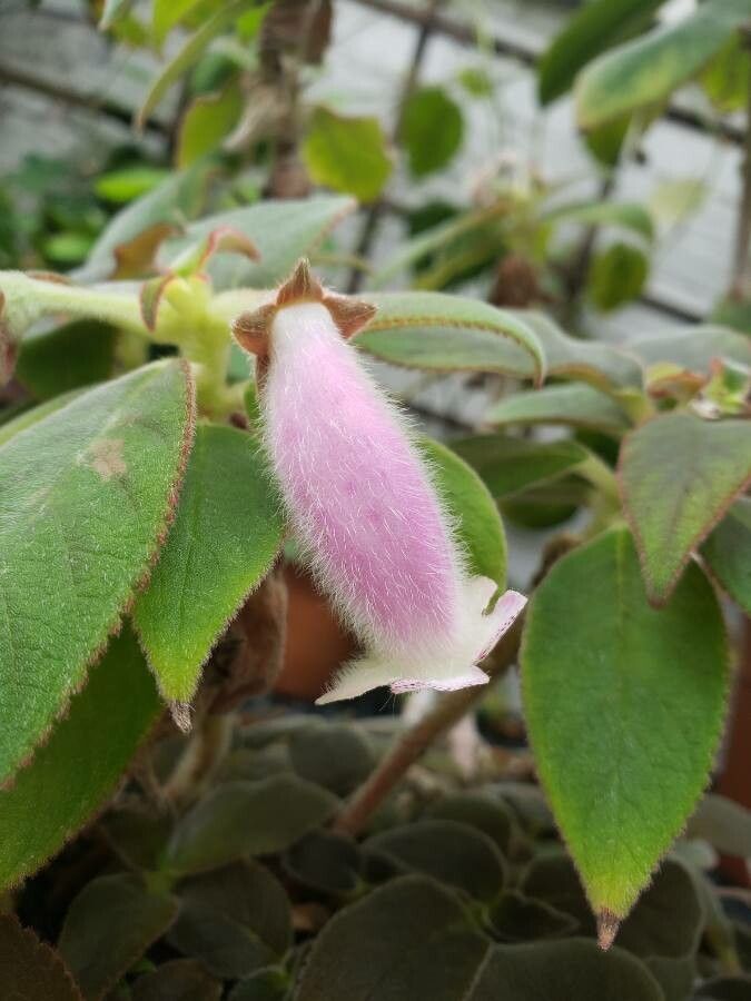 Kohleria hirsuta flower