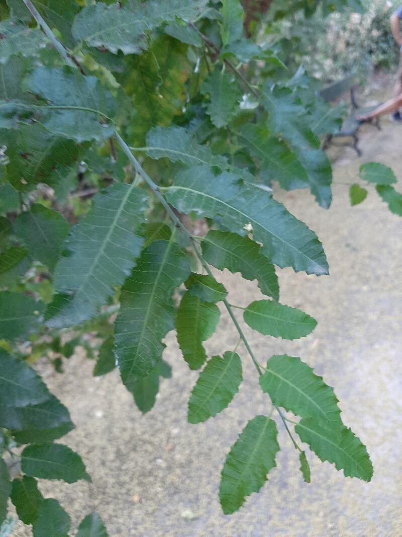 Schinus latifolius leaf