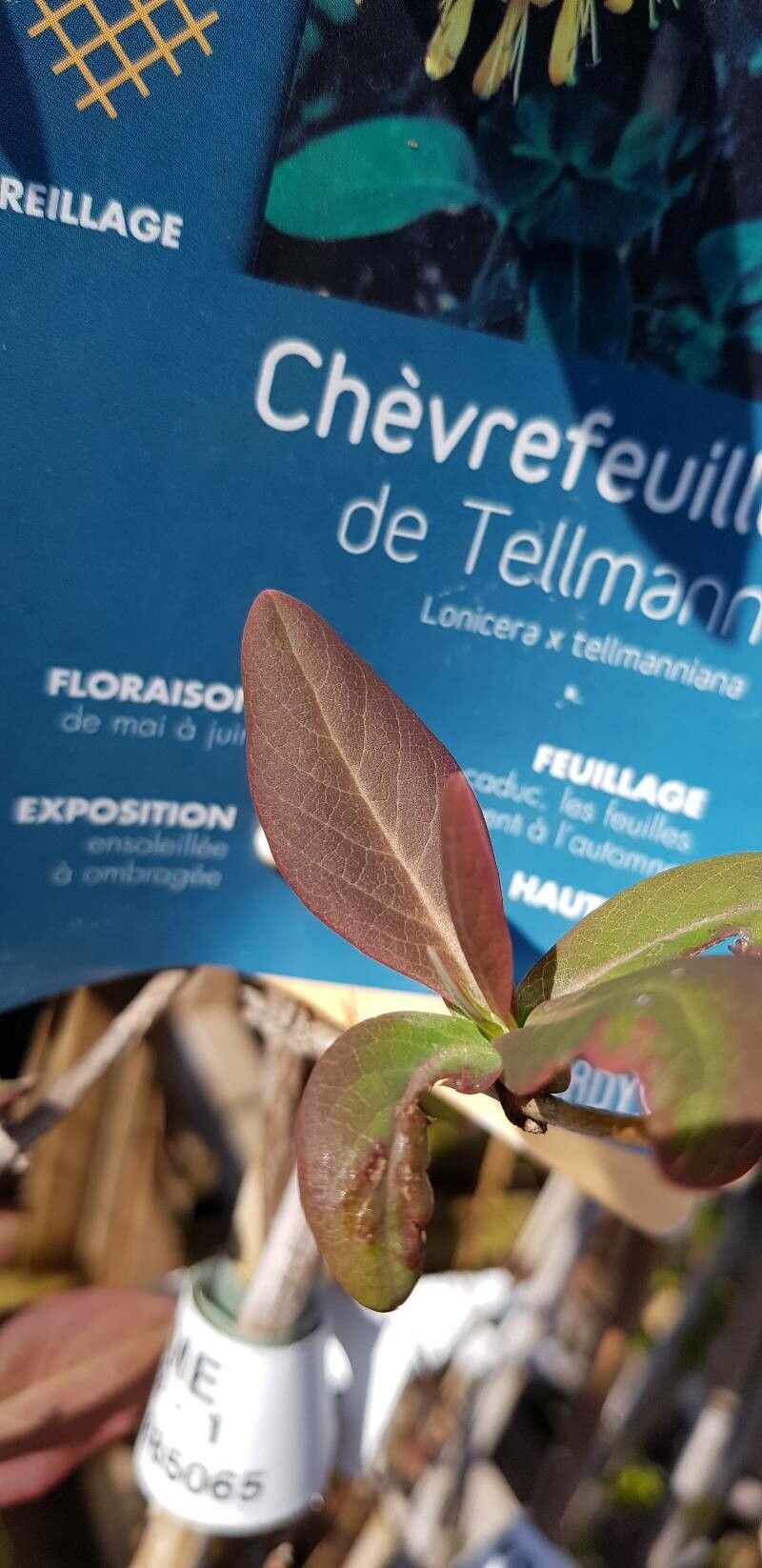 Lonicera × tellmanniana leaf