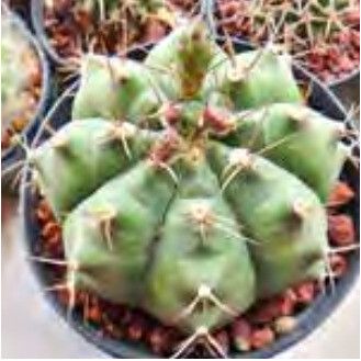 Gymnocalycium eurypleurum flower