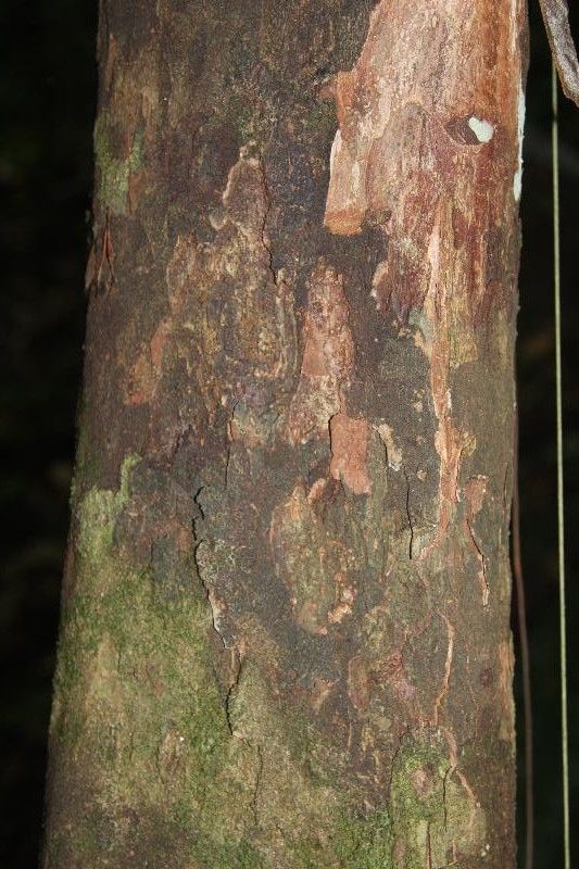 Melicoccus pedicellaris bark