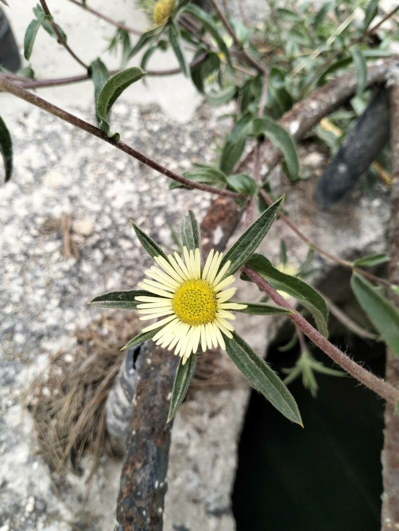 Pallenis cuspidata flower